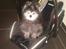 Pomeranian Toby, R.I.P min lille stjerne.  - Også i autostolen. :-)