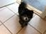 Pomeranian Toby, R.I.P min lille stjerne.  - :-)