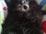 Pomeranian Toby, R.I.P min lille stjerne.  - Jeg har et stort sovehjerte. :-)