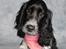 Cocker spaniel Leah