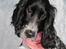 Cocker spaniel Leah
