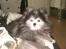 Pomeranian Toby, R.I.P min lille stjerne. 