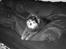 Pomeranian Toby, R.I.P min lille stjerne.  - :-)