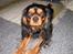 Cavalier king charles spaniel Hannibal