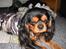 Cavalier king charles spaniel Hannibal
