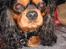 Cavalier king charles spaniel Hannibal
