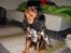 Cavalier king charles spaniel Hannibal