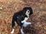 Cavalier king charles spaniel Thor (lille Thor) - "Er det nu vi tager billeder eller hvad?"