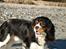 Cavalier king charles spaniel Thor (lille Thor) - "Se min sten!!!"