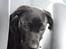 Labrador retriever Trille - Ude og kører bil :)