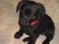 Labrador retriever Trille - Den dag vi fik hende hjem, det lille pus :) 8 uger gammel.