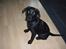 Labrador retriever Trille - ca. 7mdr gammel :)