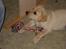 Labrador retriever Cato - Cato 10-11 uger 