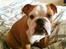 Engelsk bulldog R.I.P Emma