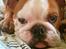 Engelsk bulldog R.I.P Emma