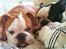 Engelsk bulldog R.I.P Emma