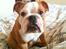 Engelsk bulldog R.I.P Emma