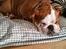 Engelsk bulldog R.I.P Emma