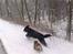 Blanding af racer Tess - Tess og Hector i november 2010