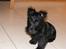 Skotsk terrier Minka *My Best Friend* - Et godt billed af mig=)