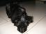 Skotsk terrier Minka *My Best Friend* - Snuse, snuse
