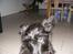 Skotsk terrier Minka *My Best Friend* - <33