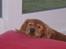 Cocker spaniel Pixi - se lige du sover da du er så sød når sover 
