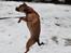 Blanding af racer (Mops/Dv. pinscher) -Sika