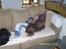 Shih tzu Ludwig. RIP !