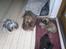 Shih tzu Ludwig. RIP !