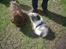 Shih tzu Ludwig. RIP !