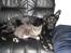 Labrador retriever Trille - Hygge med katten :b