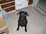 Labrador retriever Trille - <3