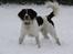 Engelsk springer spaniel Sako - Juhuuu sne, det er jeg mega vild med