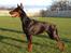 Dobermann Lola di Altobello