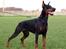 Dobermann Lola di Altobello