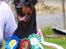 Dobermann Lola di Altobello