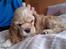 Amerikansk cocker spaniel Luna