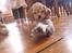 Amerikansk cocker spaniel Luna
