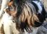 Cavalier king charles spaniel Tilde