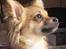 Chihuahua Ella - jeg er momsis stolthed