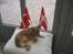 Chihuahua Ella - dette her billede bruger momsi når nogen har fødselsdag til et tillykke