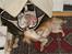 Chihuahua Ella - jeg fandt mig til sidst i at lille calvin gik i min hule...