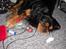 Cavalier king charles spaniel Hannibal - For at være helt ærlig forstår jeg sgu godt du er træt Hannibal:o)