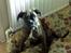 Boxer kiki - dream diva uff :D