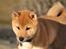 Shiba Max