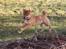Shiba Max