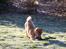 Shiba Max