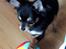Chihuahua Mickey