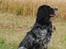 Field Trial Cockerspaniel Tilde